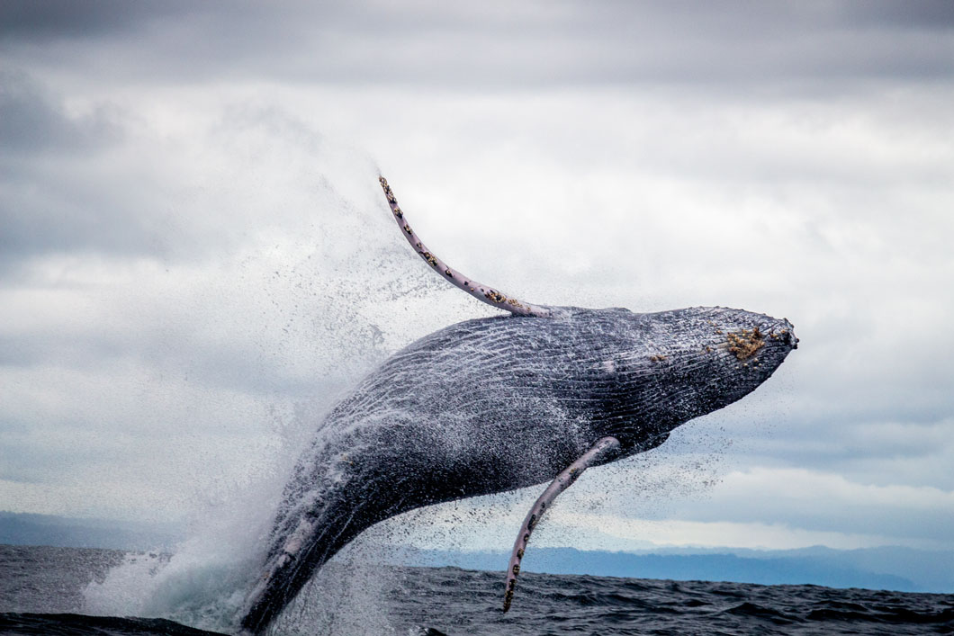 Best binoculars deals for whale watching