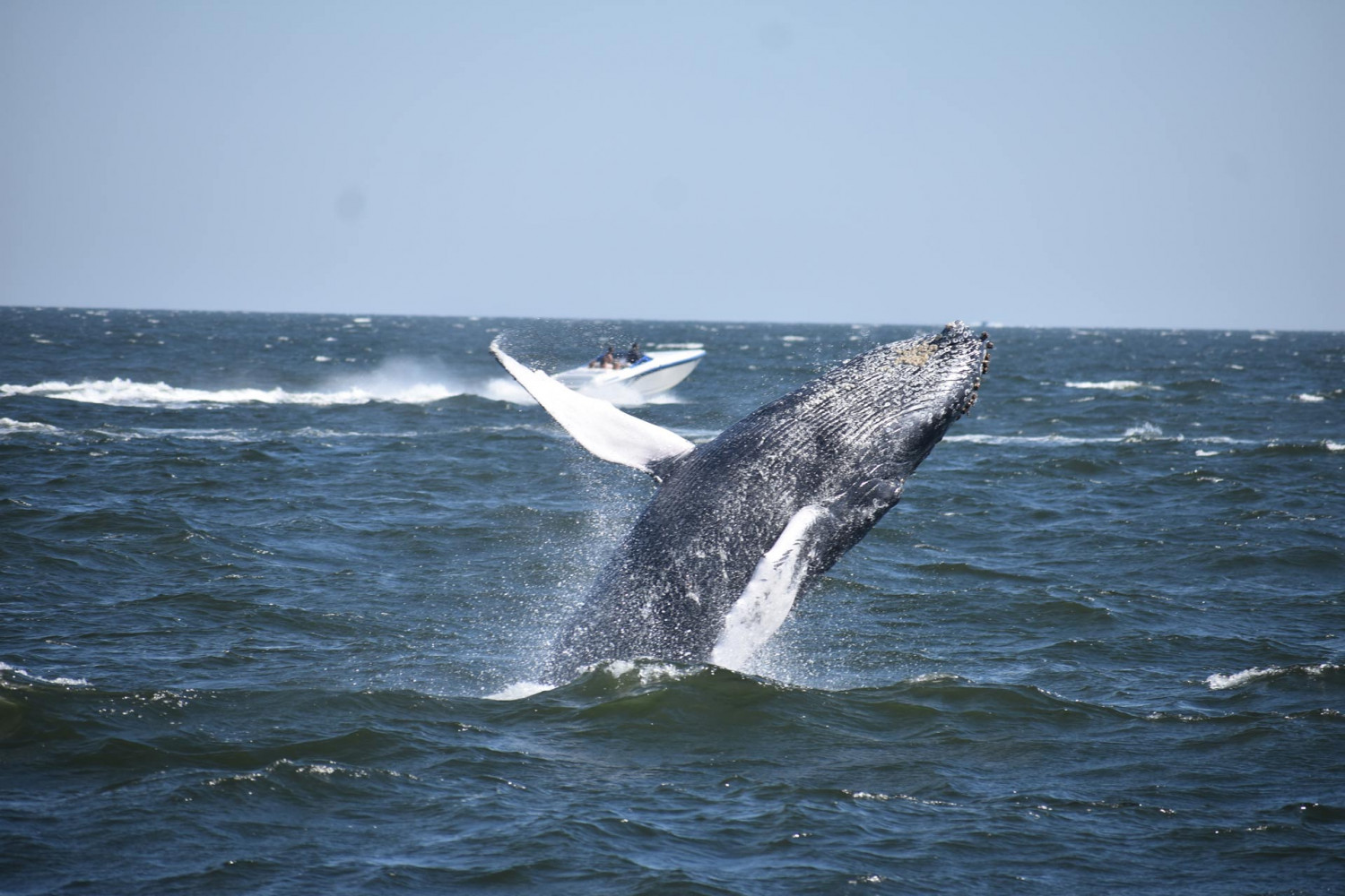 whale watching cruise belmar nj