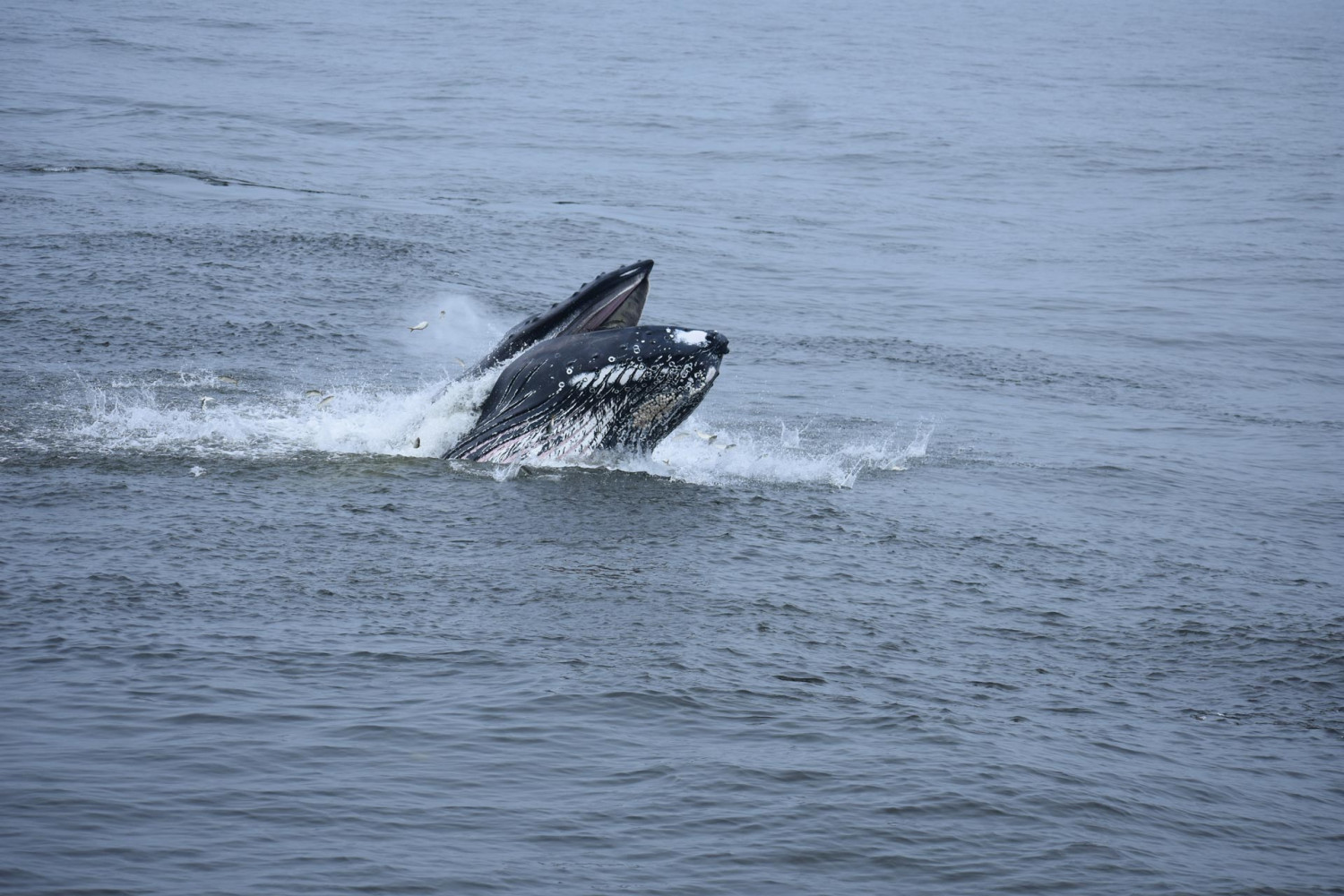 Miss Belmar, Deep Sea Fishing Charter, Whale Sighting Guarantee & Dinner  Cruises
