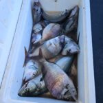 a close up of a fish