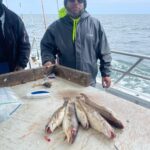 a group of fish in the water